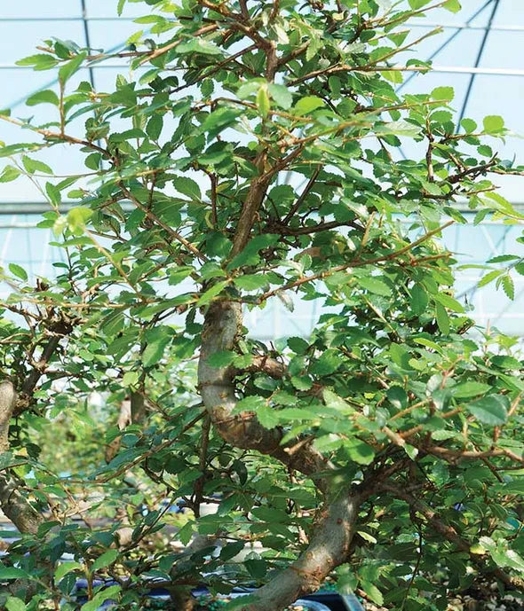 Whimsical Chinese Elm Bonsai Tree