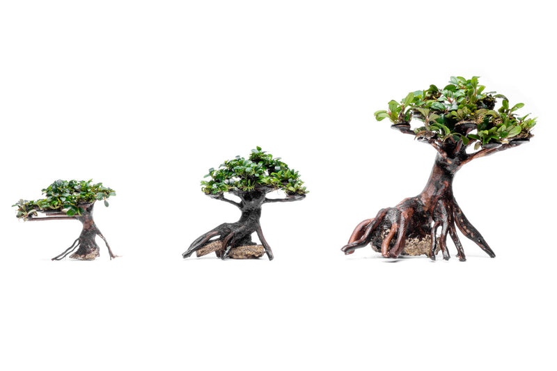 Bucephalandra Bonsai Tree