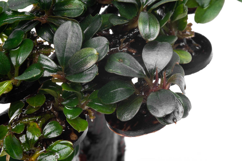 Bucephalandra Bonsai Tree