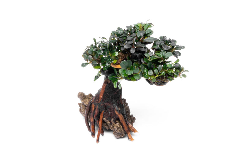 Bucephalandra Bonsai Tree