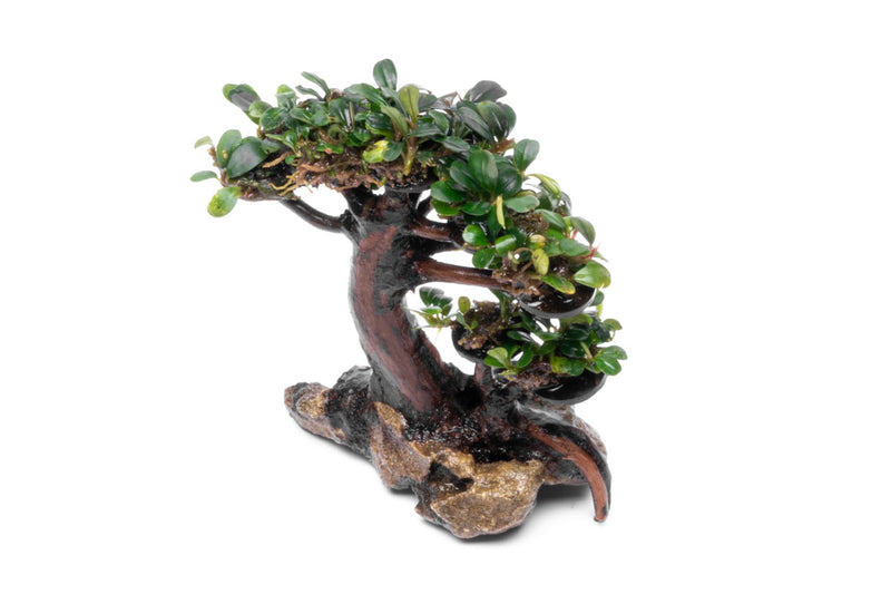 Bucephalandra Bonsai Tree