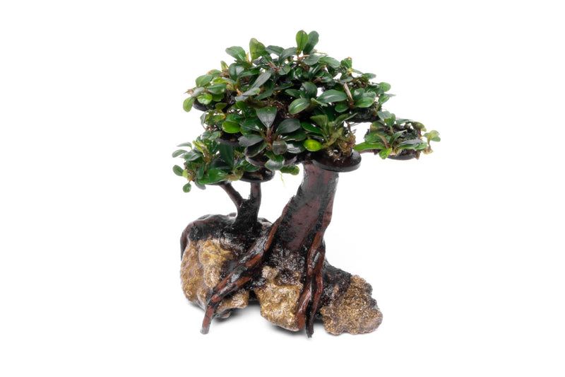 Bucephalandra Bonsai Tree