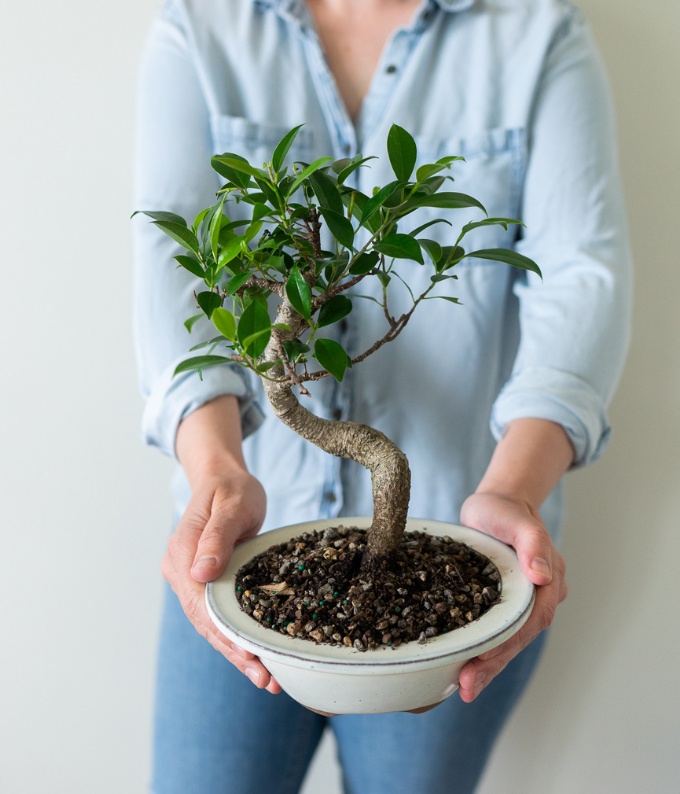 Ficus Indoor Bonsai Tree