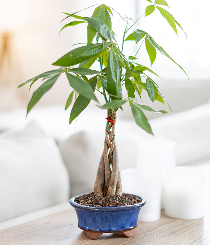 Money Tree Bonsai