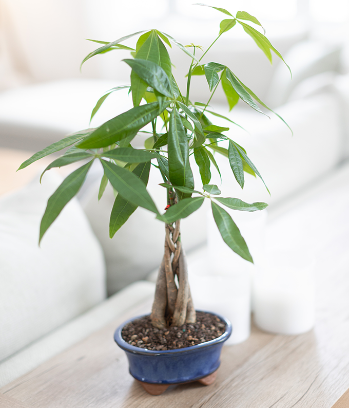 Money Tree Bonsai