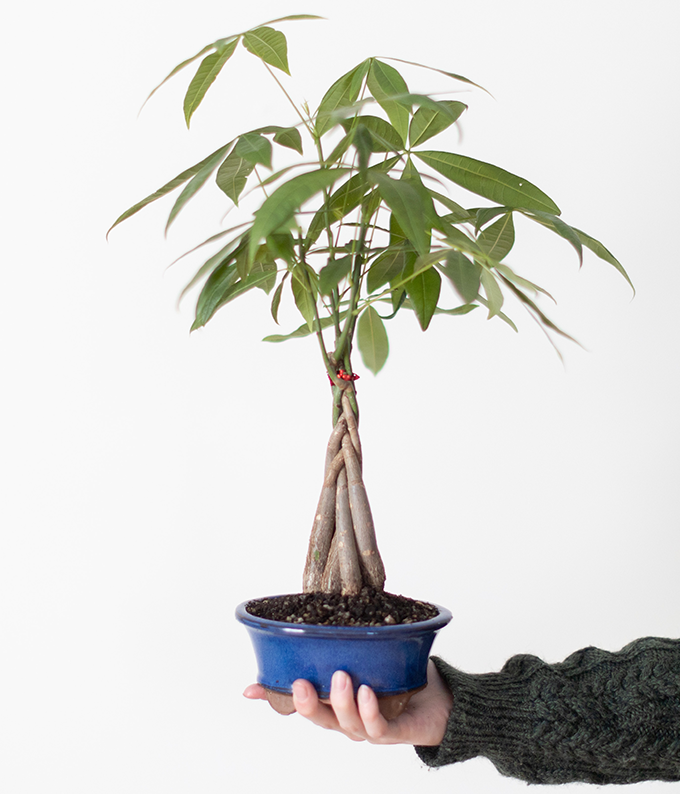 Money Tree Bonsai