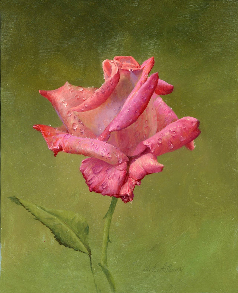 Charming Pink Rose with Dewdrops – Vivid Oil Painting