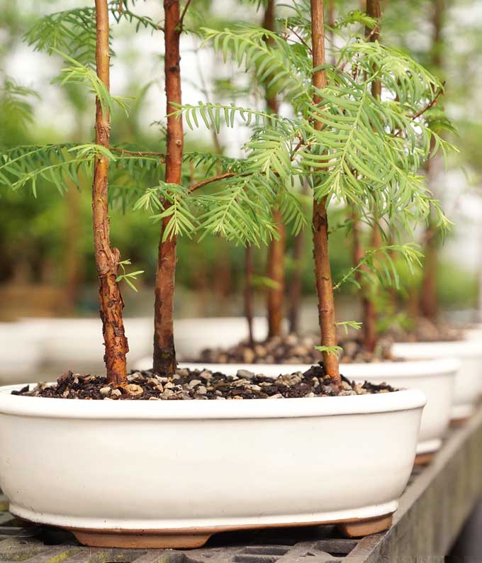 Dawn Redwood Bonsai Grove