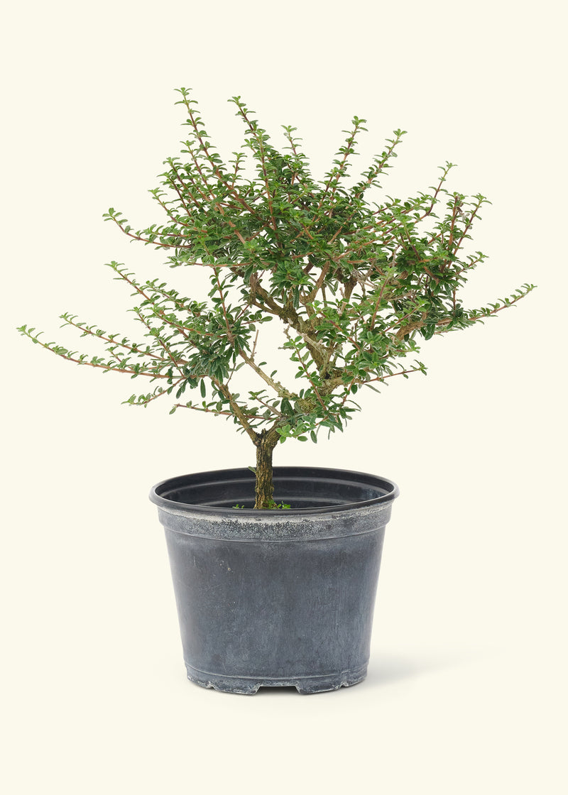 Bahama Berry, Small