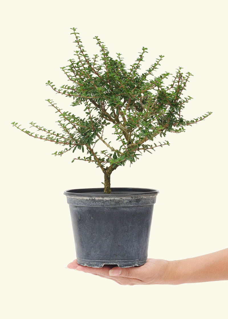 Bahama Berry, Small