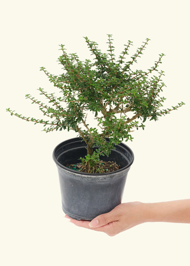 Bahama Berry, Small