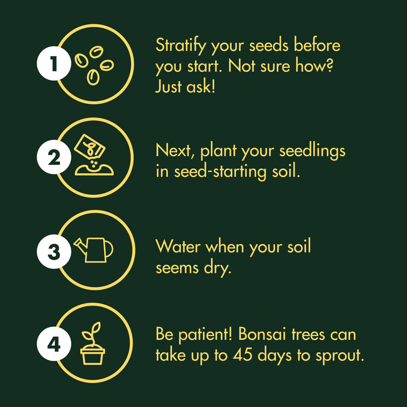 Garden Republic Bonsai Seed Starter Kit - Grow 4 Mini Bonsai Trees, Indoor Plant Growing Kit - Bonsai Starter Kit with Bonsai Seeds, Soil, Planters & Shears