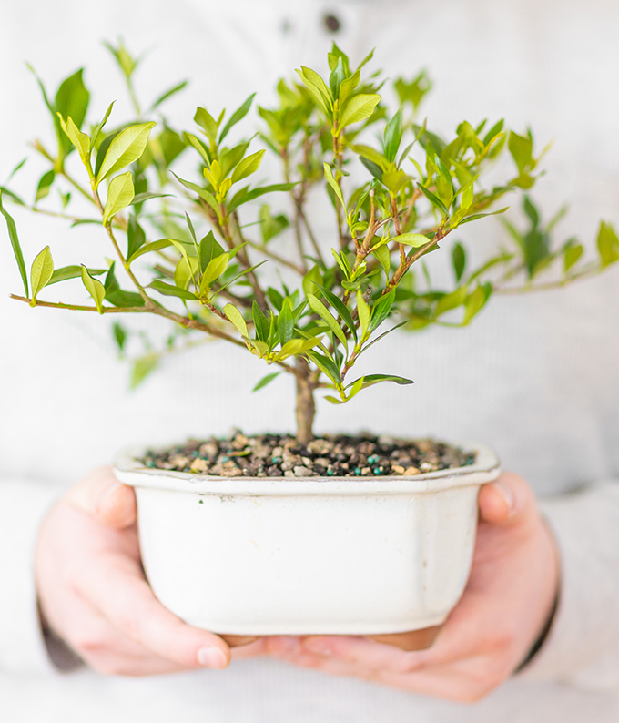 Gardenia Bonsai Complete Gift