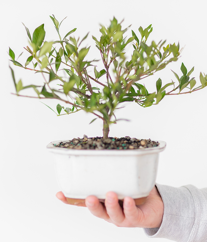 Gardenia Bonsai Complete Gift