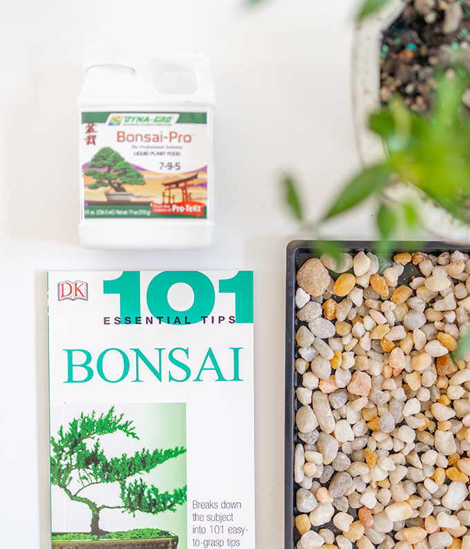 Gardenia Bonsai Complete Gift