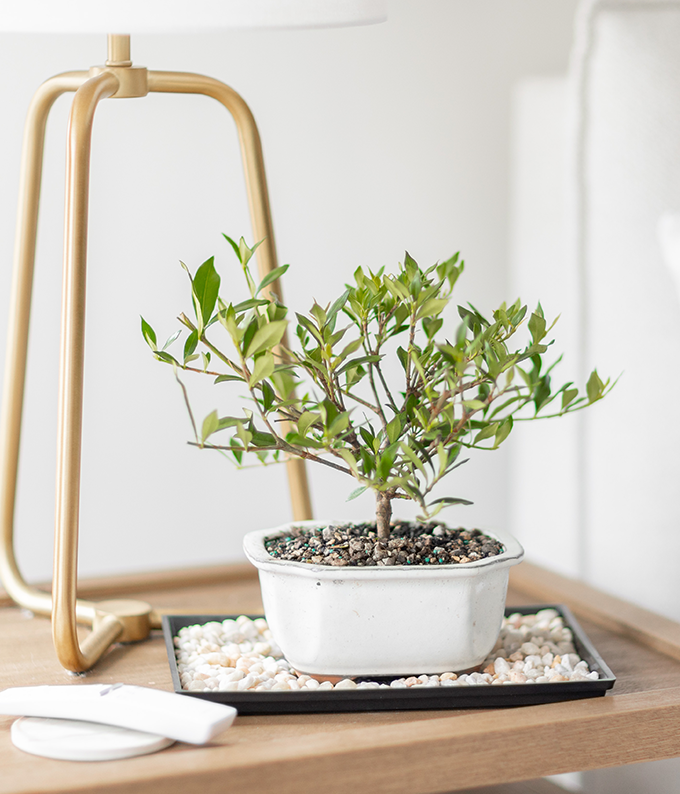 Gardenia Bonsai Complete Gift