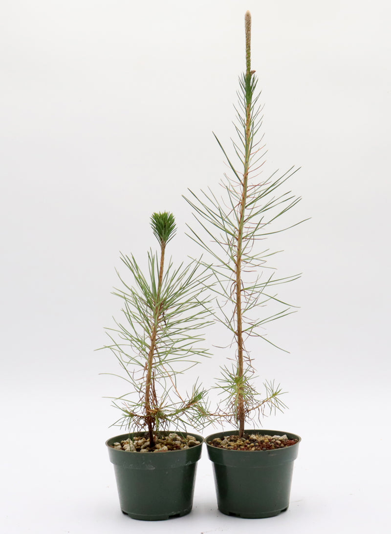 Assorted Japanese Black Pine Seedlings in Four Inch Plastic Pots