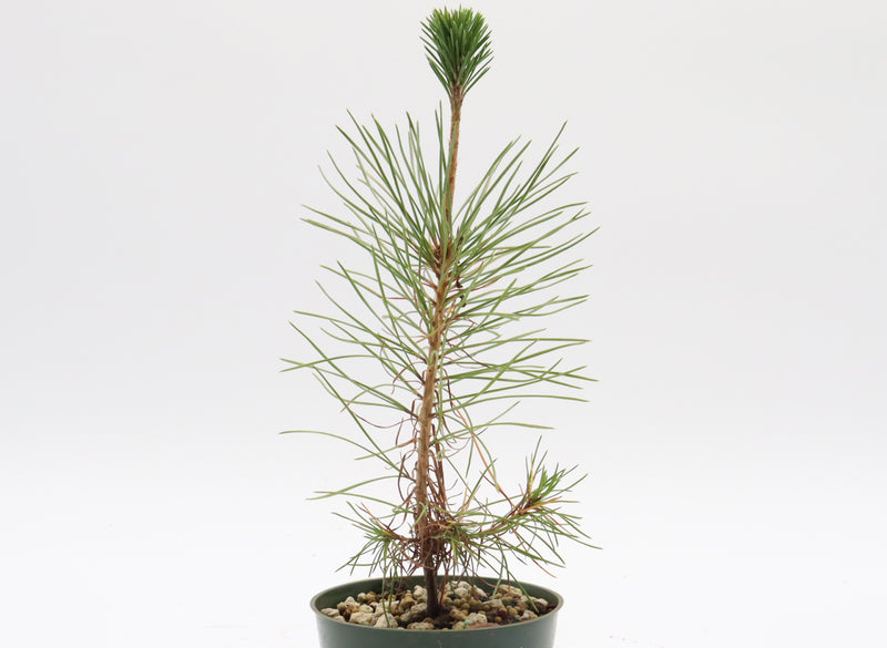 Assorted Japanese Black Pine Seedlings in Four Inch Plastic Pots