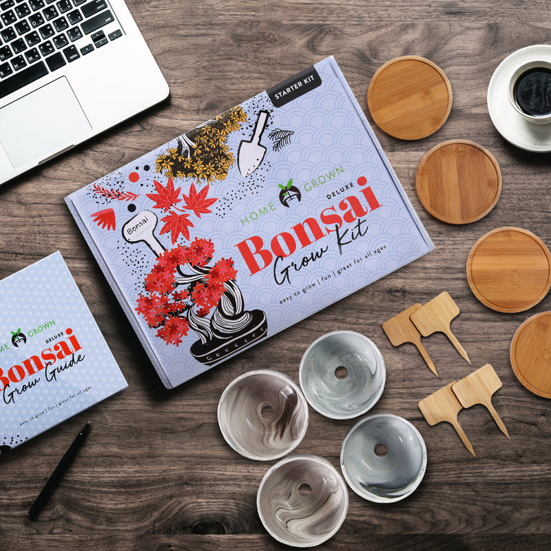 Deluxe Bonsai Tree Grow Kit