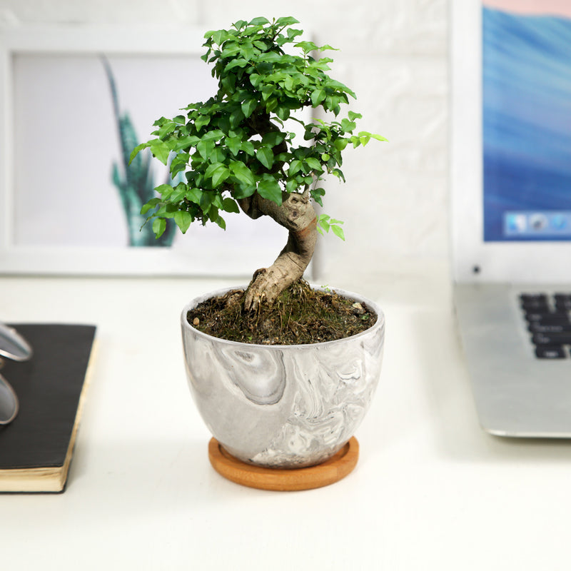 Deluxe Bonsai Tree Grow Kit