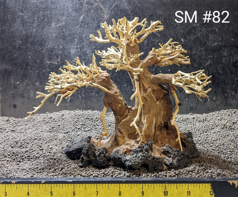 Small Bonsai | 9.5