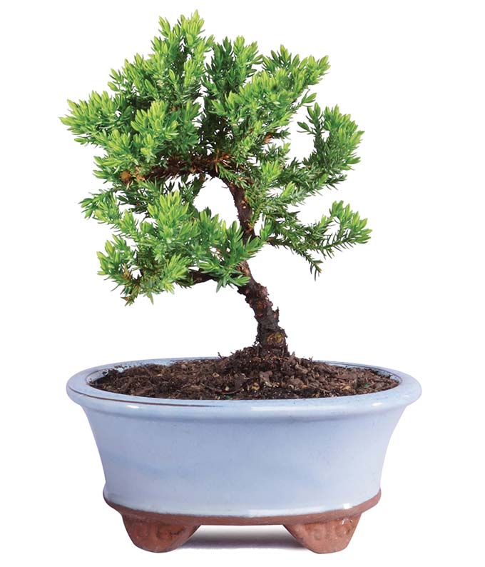 Japanese Juniper Bonsai Tree
