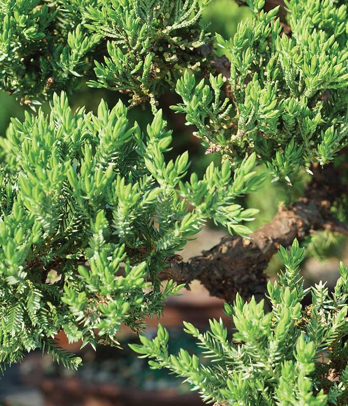 Japanese Juniper Bonsai Tree