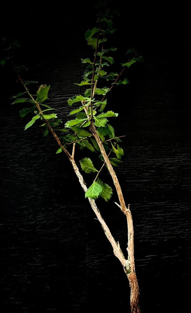 Commiphora wightii Guggul Resin Myrrh Tree | Bonsai Tree | Two Sizes Available