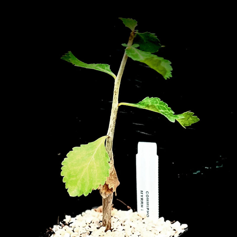 Commiphora wightii Guggul Resin Myrrh Tree | Bonsai Tree | Two Sizes Available