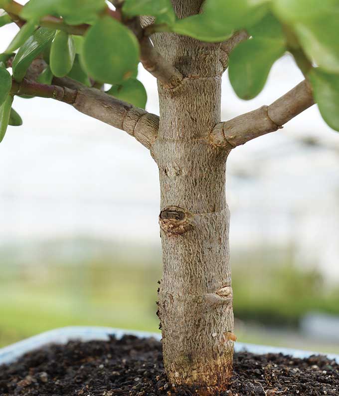 Deluxe Dwarf Jade Bonsai Tree