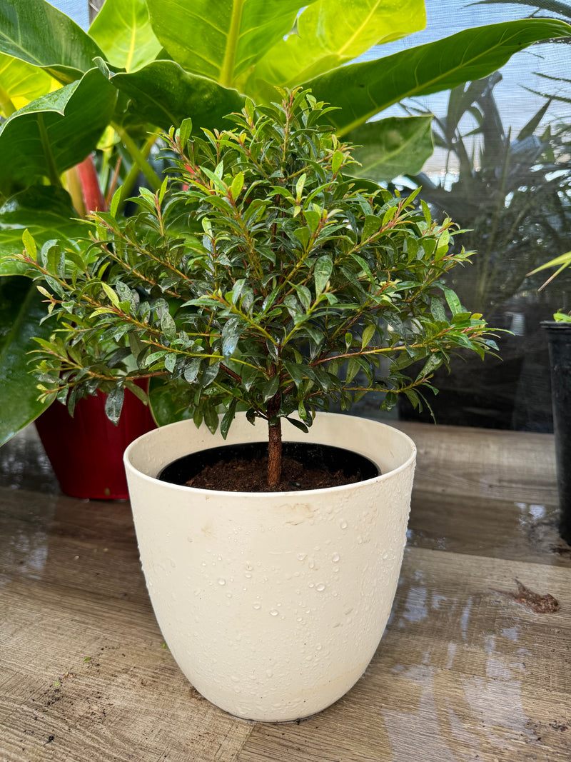 Topiary Eugenia Tree Form Bonsai