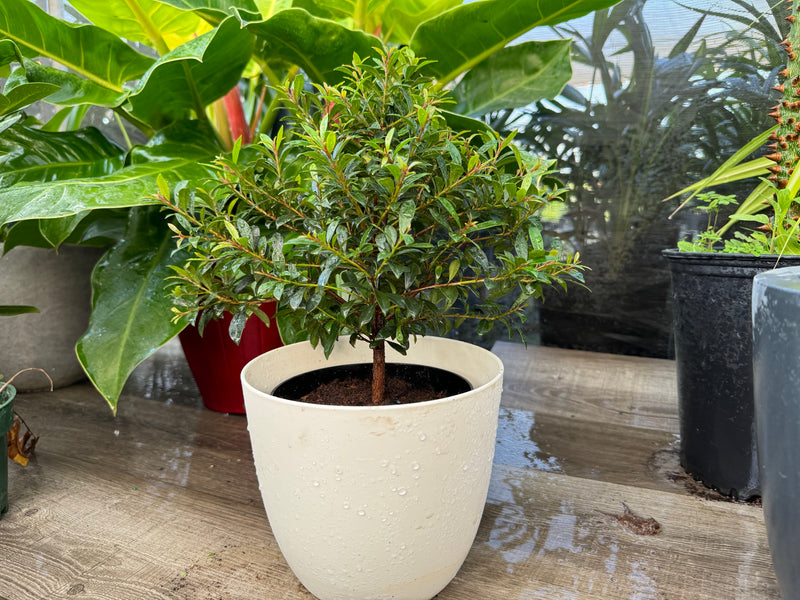 Topiary Eugenia Tree Form Bonsai