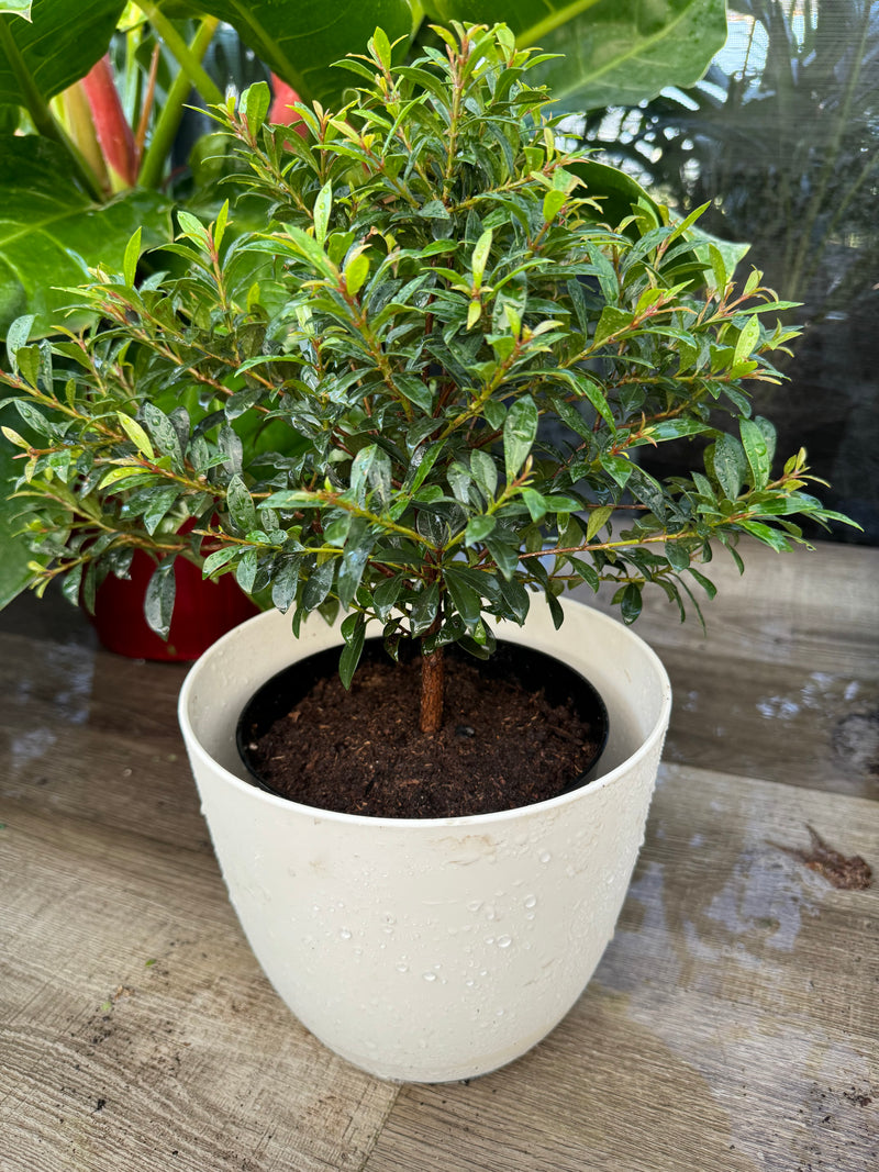 Topiary Eugenia Tree Form Bonsai