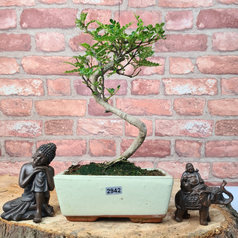 Chinese Pepper (Zanthoxylum Pipertum) Bonsai Tree | Shaped | In 15cm Pot