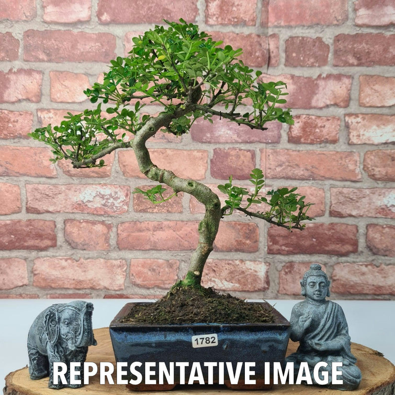 Chinese Pepper (Zanthoxylum Pipertum) Bonsai Tree | Shaped | In 15cm Pot