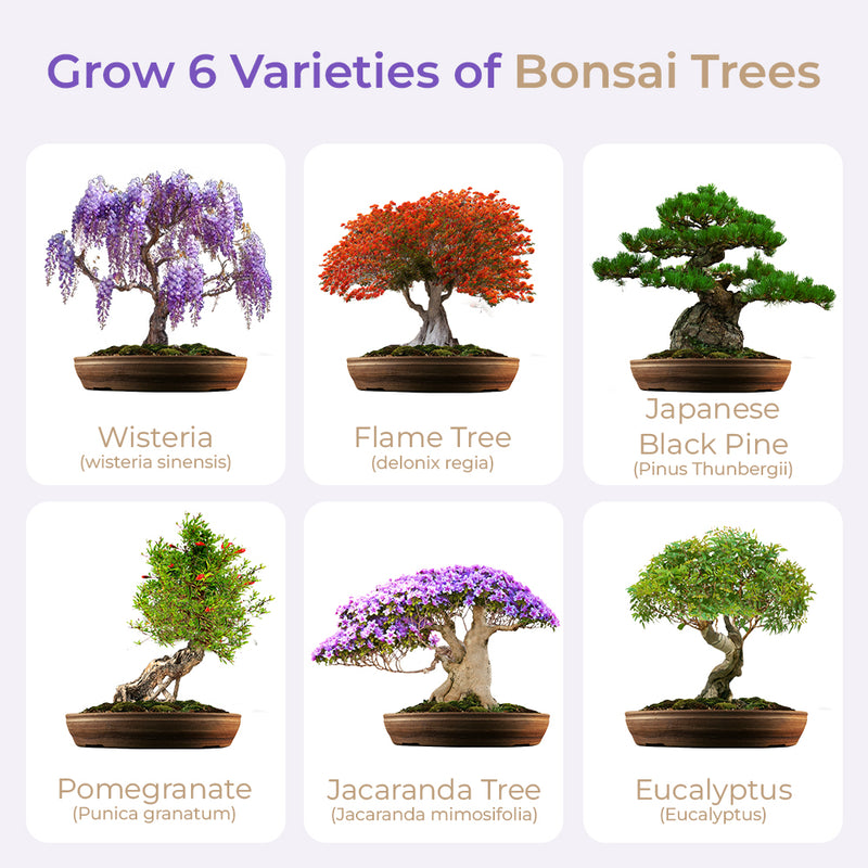 Master Bonsai Starter Kit - Grow Your Own Bonsai Trees