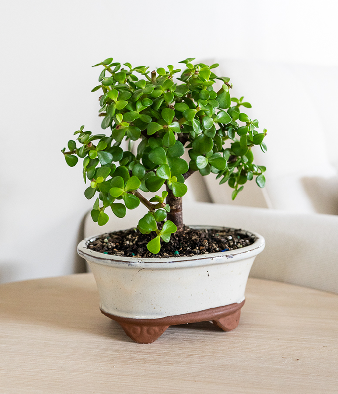 Succulent Jade Bonsai Tree