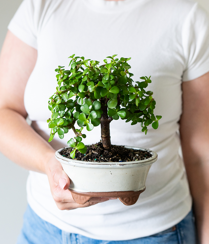 Succulent Jade Bonsai Tree