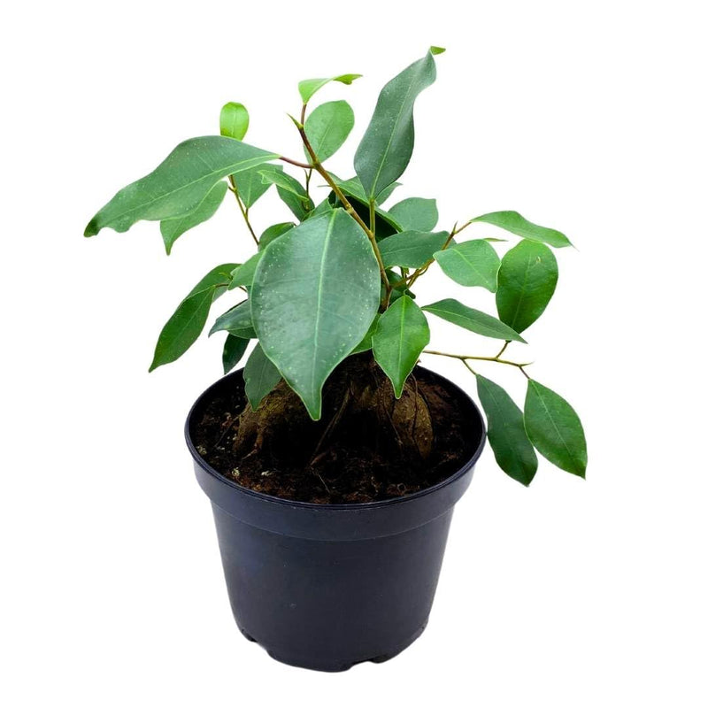 Ficus microcarpa, Chinese Banyan, Bonsai Tree, 6