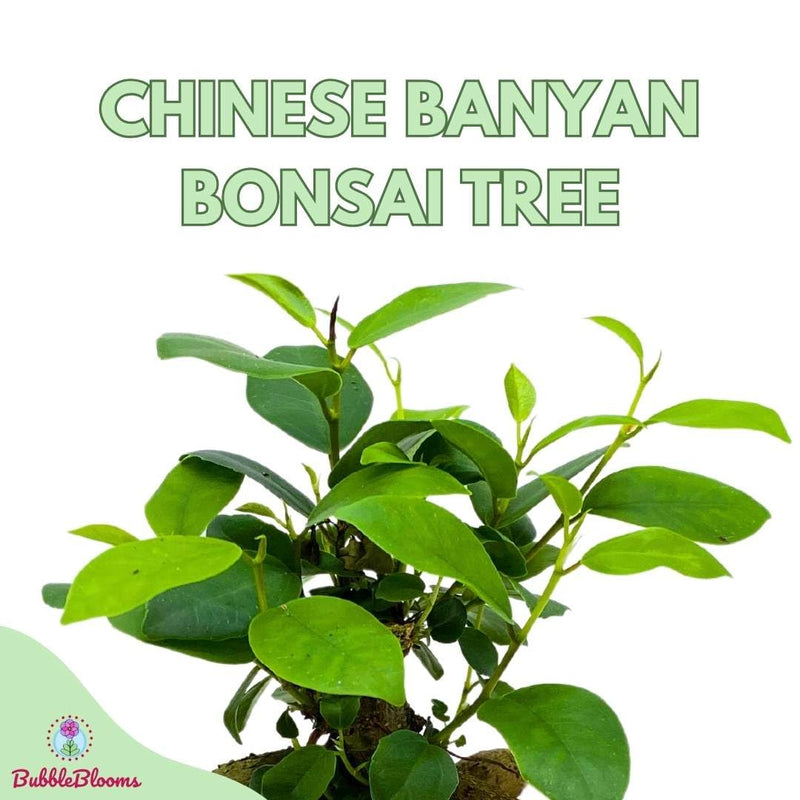 Ficus microcarpa, Chinese Banyan, Bonsai Tree, 6