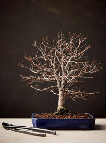 The Little Book of Bonsai by Jonas Dupuich