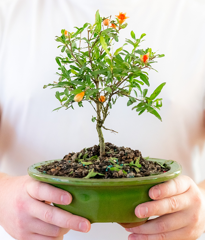 Pomegranate Bonsai Tree